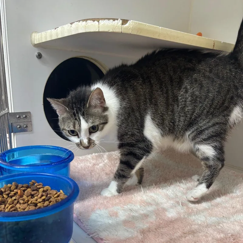 A young large-sized female Brown / Chocolate Domestic Short Hair cat named Battle Beast for adoption in Hinesville, GA