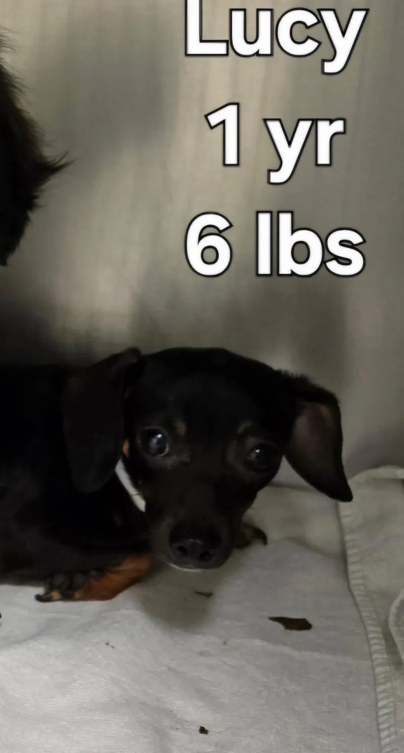 Lucy thumbnail 2