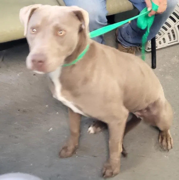 A young medium-sized female Pit Bull Terrier dog named Pen  Juneau for adoption in Lawrenceville, GA