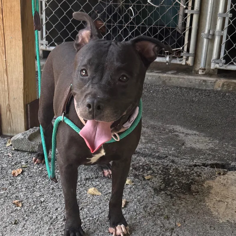A young medium-sized female Black Pit Bull Terrier dog named Lolli for adoption in Jacksonville, AR