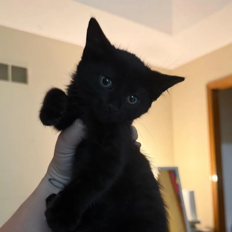 Ninja