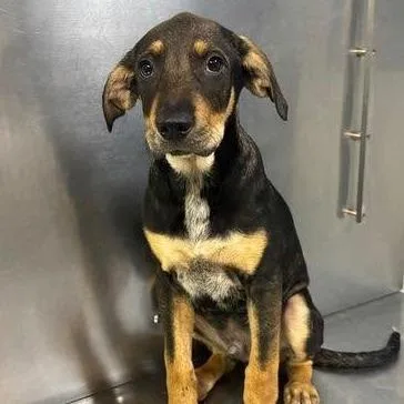 A baby medium-sized male Black Mixed Breed dog named Canyon for adoption in Long Island City, NY