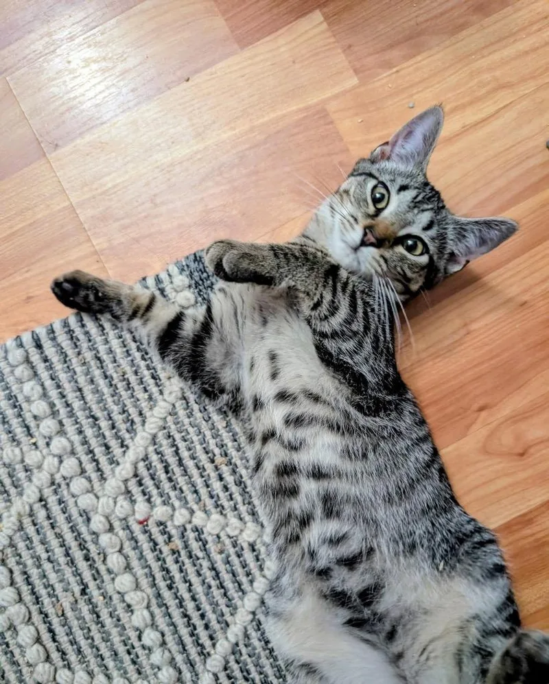 A baby small-sized male Domestic Short Hair cat named Noah for adoption in Meriden, CT