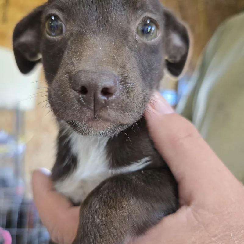 A baby small-sized female Pug dog named Cocoa for adoption in Zaleski, OH