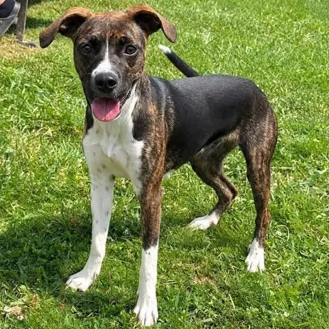 A young medium-sized female Brindle Feist dog named Daisy for adoption in Fairfax Station, VA