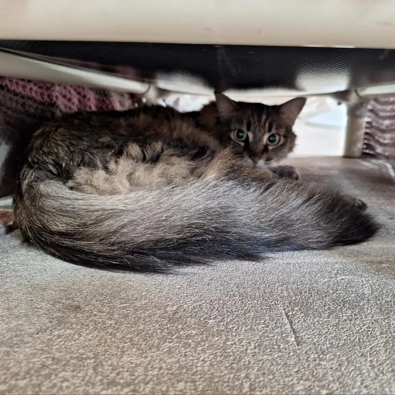 Perriwinkle thumbnail 2