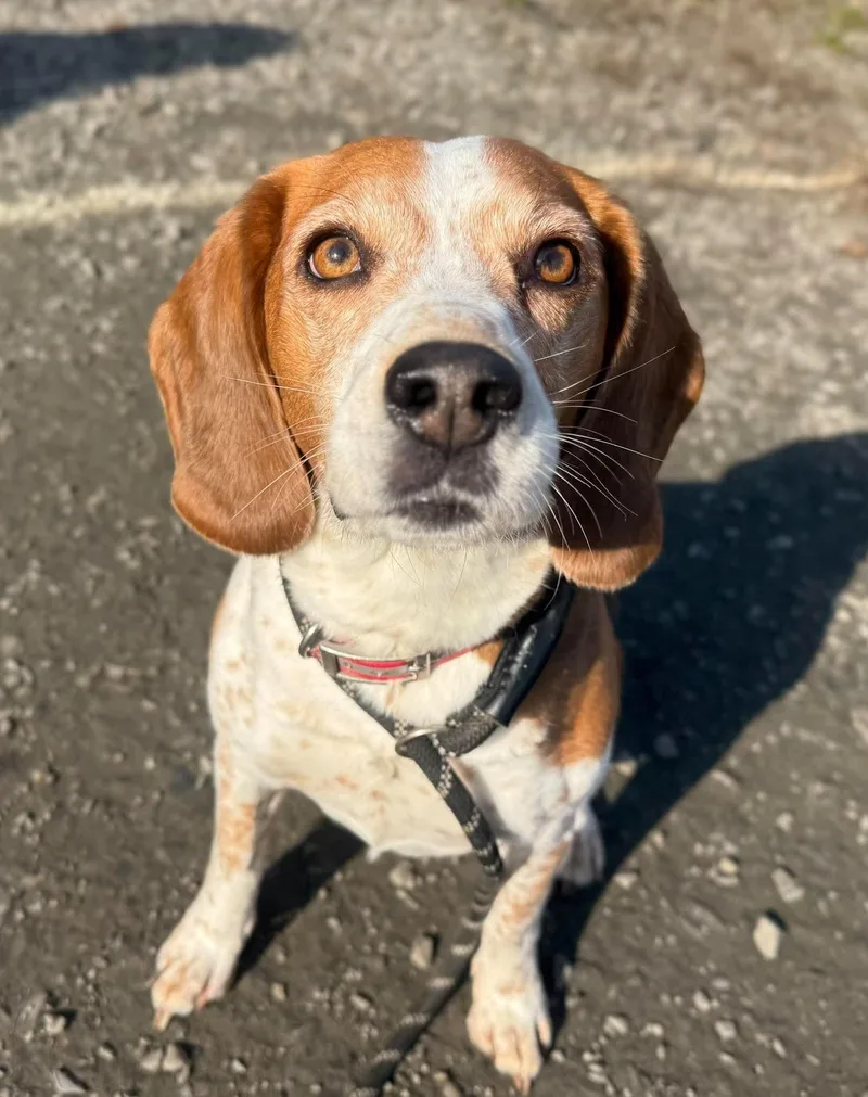 An adult medium-sized female Beagle dog named Lulu for adoption in Randolph Center, VT