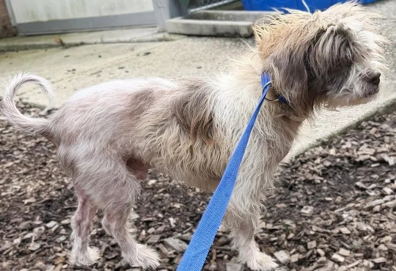 A young small-sized male White / Cream Shih Tzu dog named Garbanzo for adoption in Columbia, MD