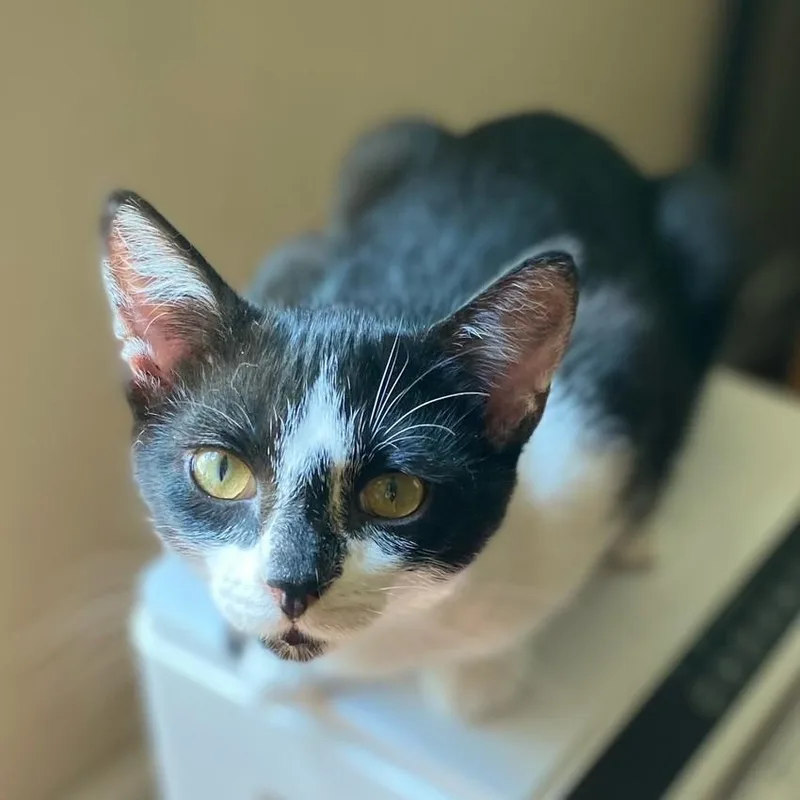 A baby medium-sized male Black & White / Tuxedo Domestic Short Hair cat named Georgie for adoption in Johnson City, TN