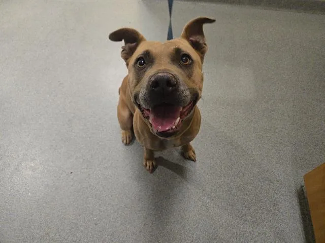 A young medium-sized female Pit Bull Terrier dog named Isabel for adoption in Tustin, CA