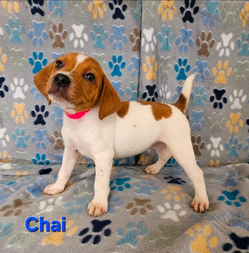 A baby small-sized male Hound dog named Chai for adoption in Wabash, IN