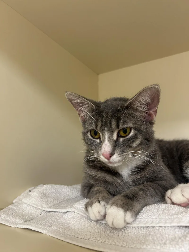 A young medium-sized female Domestic Short Hair cat named Tippy for adoption in Lancaster, PA