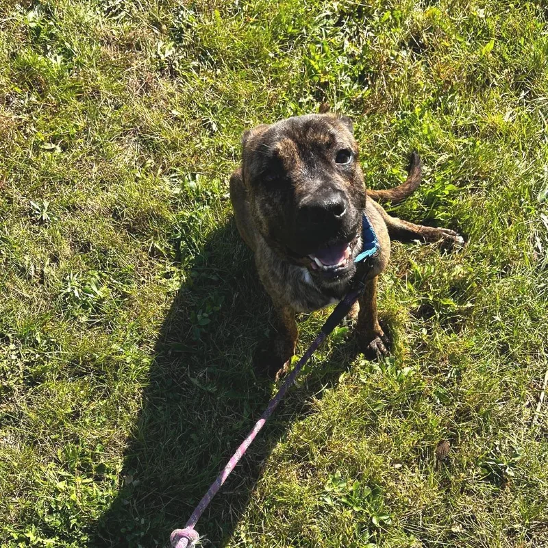 An adult medium-sized male Brindle Terrier dog named Peewee for adoption in South Elgin, IL