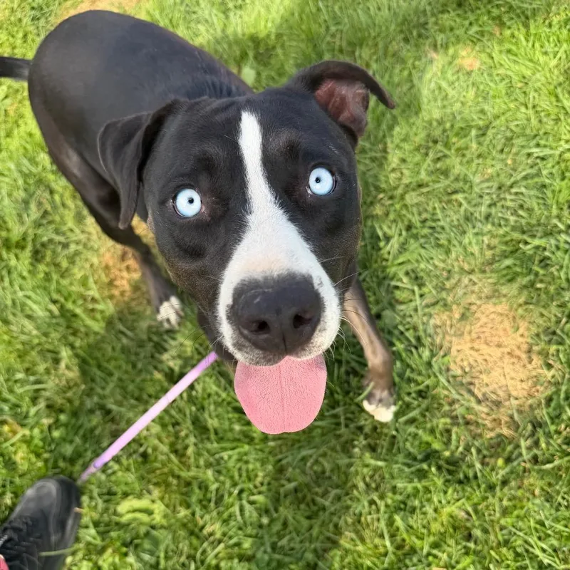An adult medium-sized male Mixed Breed dog named Bluey for adoption in Deerfield, IL