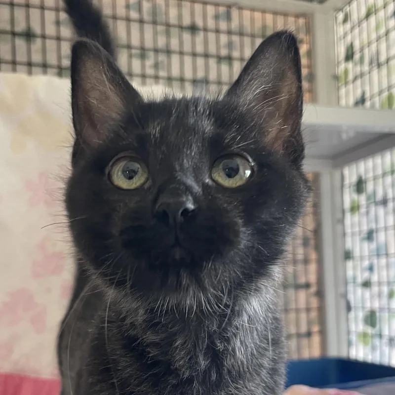 McShay