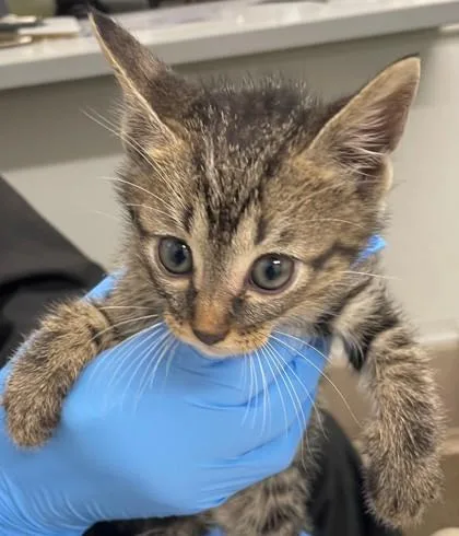 An adult small-sized male Domestic Medium Hair cat named Caleb for adoption in Shreveport, LA