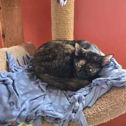 A young medium-sized female Domestic Short Hair cat named Samira for adoption in Janesville, WI
