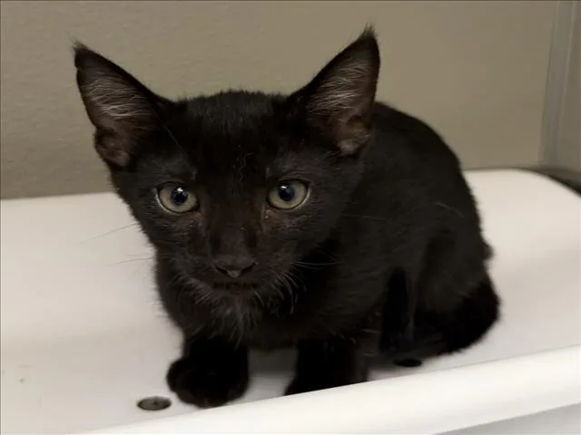 A baby small-sized male Domestic Short Hair cat named Jack for adoption in Tracy, CA