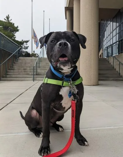 Big Midnight thumbnail 2