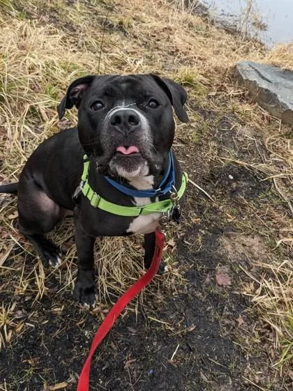 Big Midnight thumbnail 3