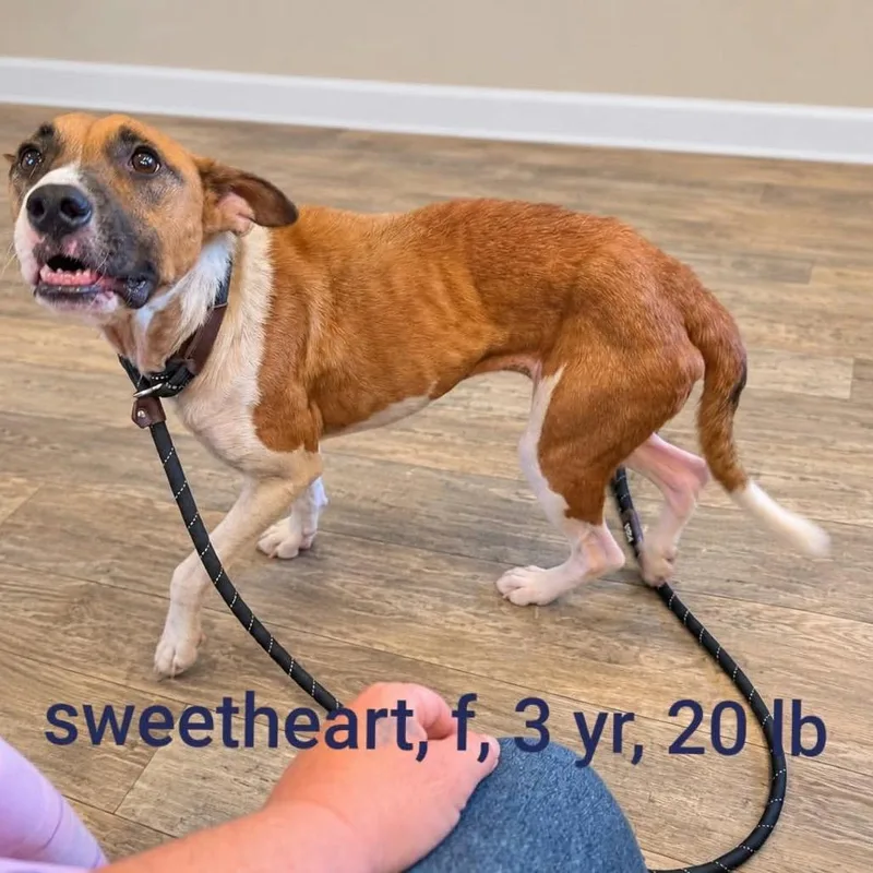 An adult small-sized female Brown / Chocolate Mixed Breed dog named Sweetheart for adoption in Hackett, AR