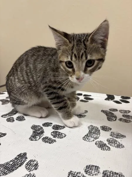 A baby small-sized male Domestic Short Hair cat named Willow for adoption in Kennewick, WA