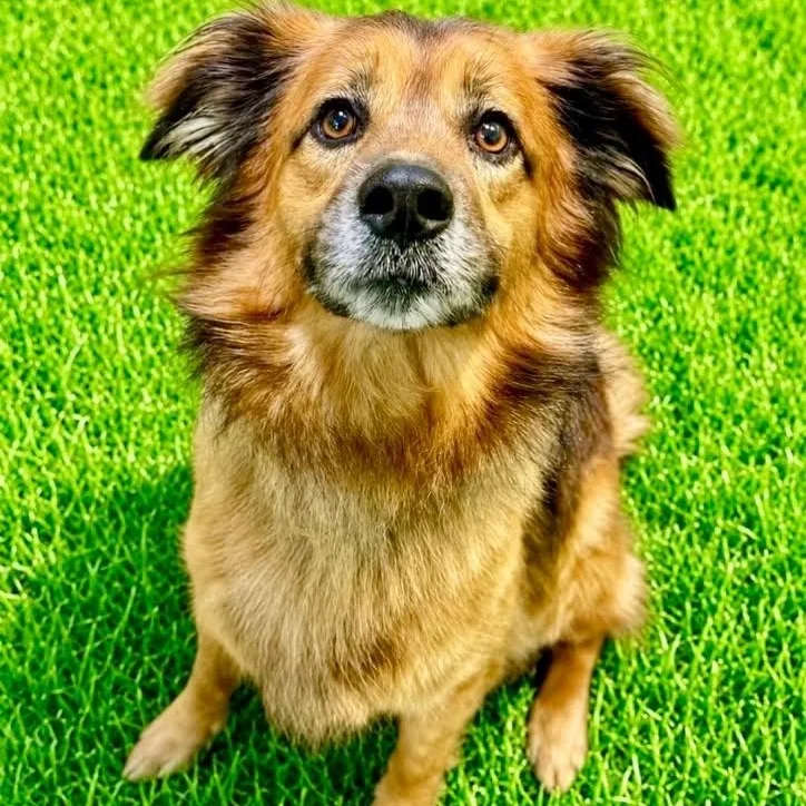 An adult medium-sized male Brown / Chocolate Australian Shepherd dog named Kj for adoption in Battle Creek, MI