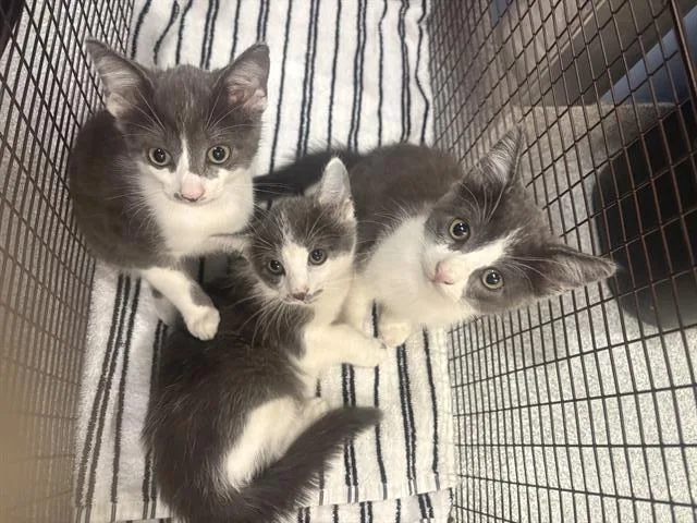 A baby small-sized female Domestic Short Hair cat named Savannah for adoption in Tustin, CA