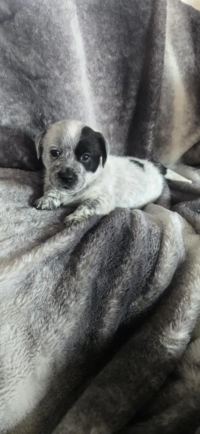 A baby medium-sized female Gray / Blue / Silver Labrador Retriever dog named Daisy for adoption in Wichita Falls, TX