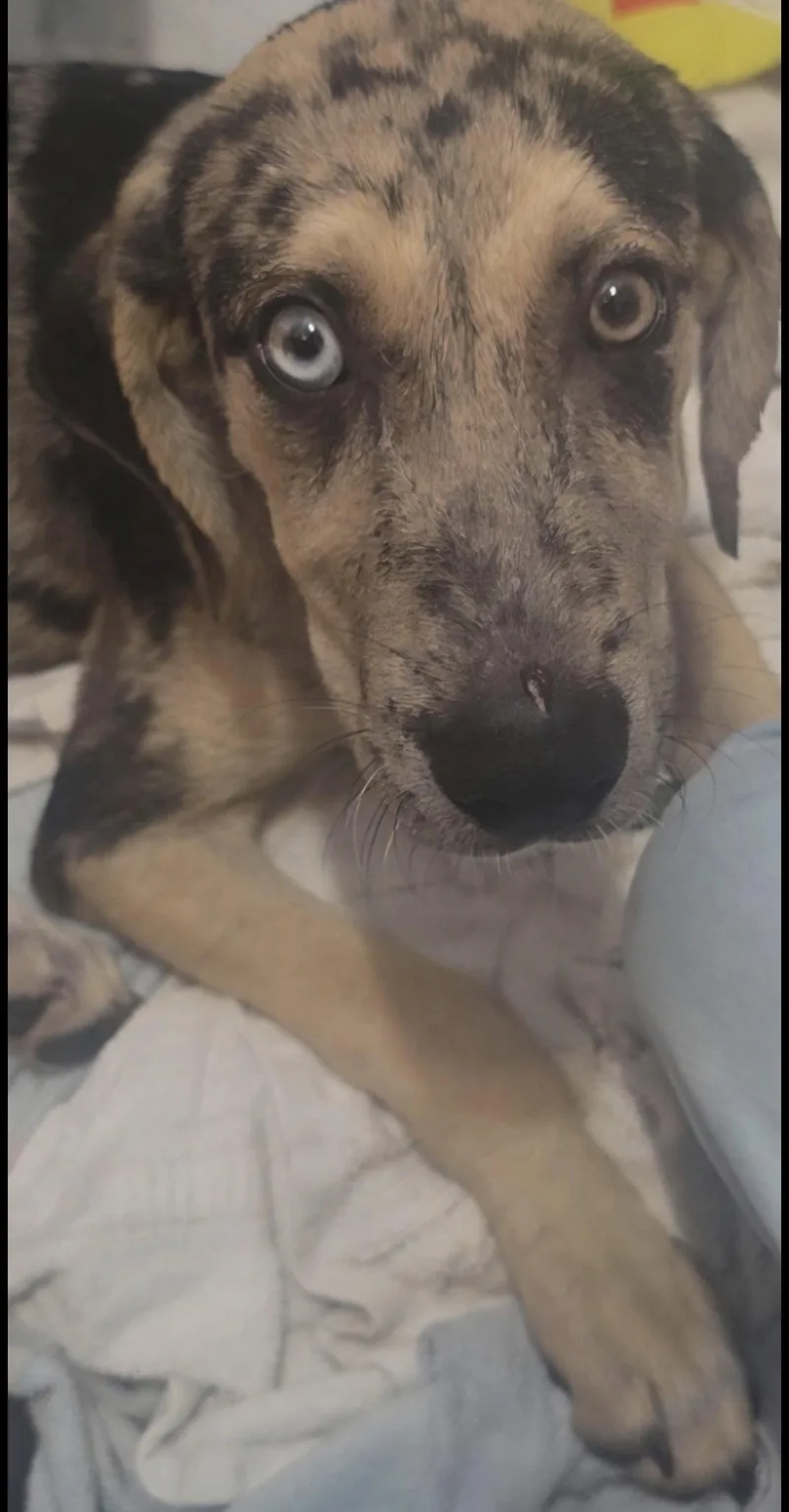 A young medium-sized male Catahoula Leopard Dog dog named Prince for adoption in Ball Ground, GA