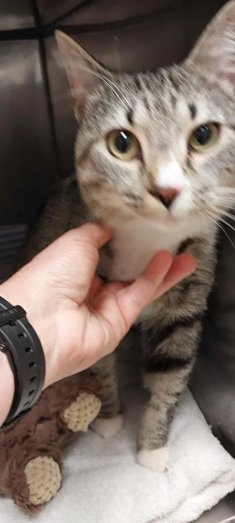A young medium-sized male Domestic Short Hair cat named Squid for adoption in Mocksville, NC