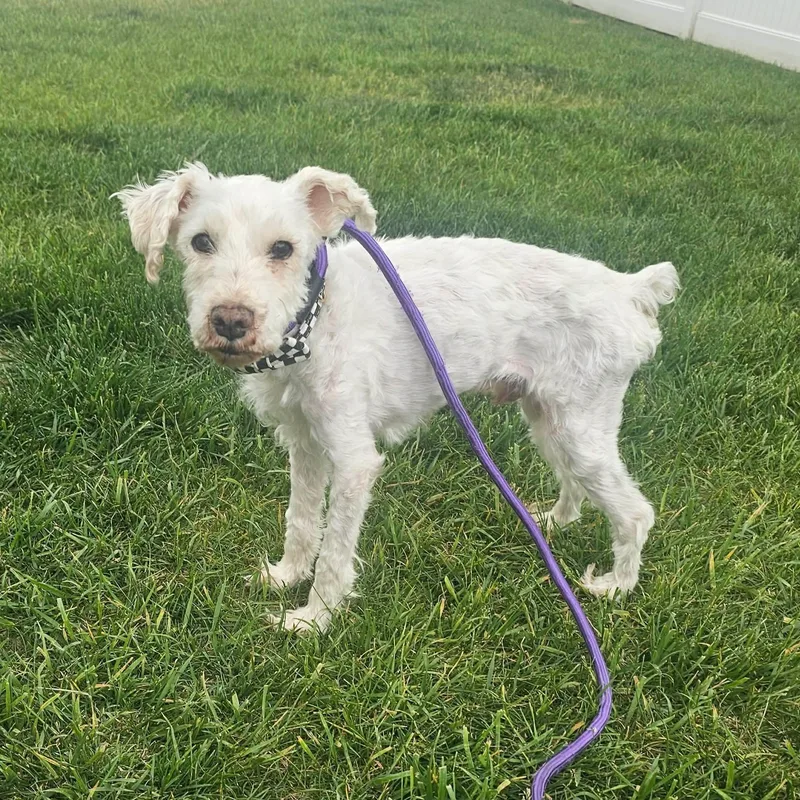 A senior small-sized male Poodle dog named Harvard for adoption in Minooka, IL