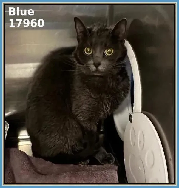 An adult large-sized male Domestic Short Hair cat named Blue for adoption in Marietta, GA
