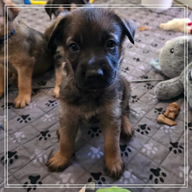 A baby small-sized male Black Shepherd dog named Churro for adoption in Chandler, AZ
