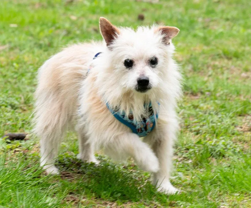 An adult small-sized male Yorkshire Terrier dog named Jona for adoption in Ellijay, GA