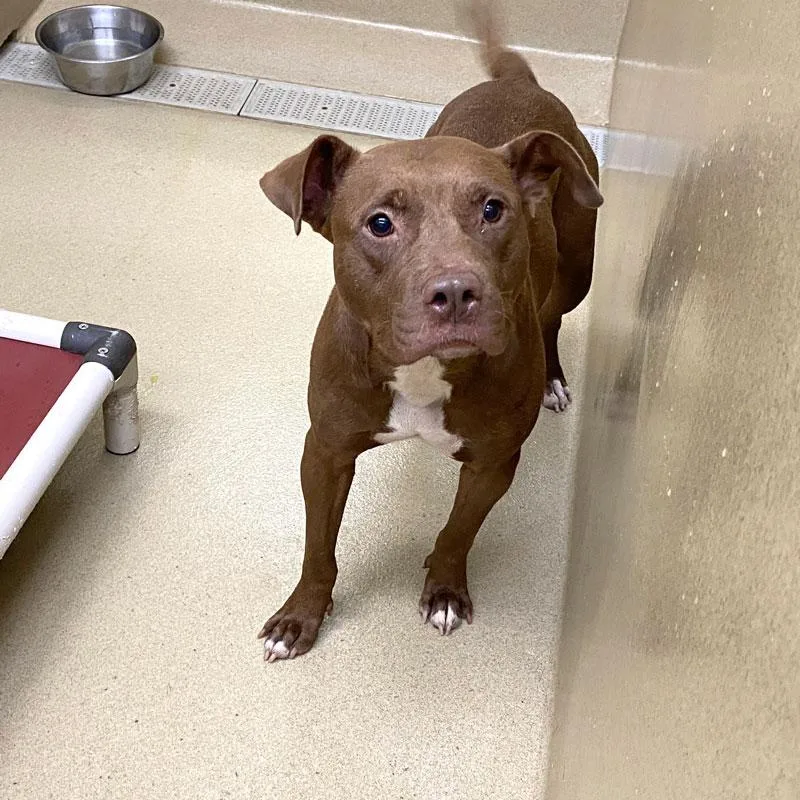 An adult medium-sized female Brown / Chocolate Pit Bull Terrier dog named Coco for adoption in Monroe, GA