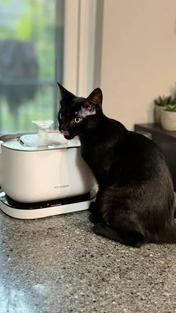 A baby medium-sized female Black Domestic Short Hair cat named Bubble for adoption in Cincinnati, OH