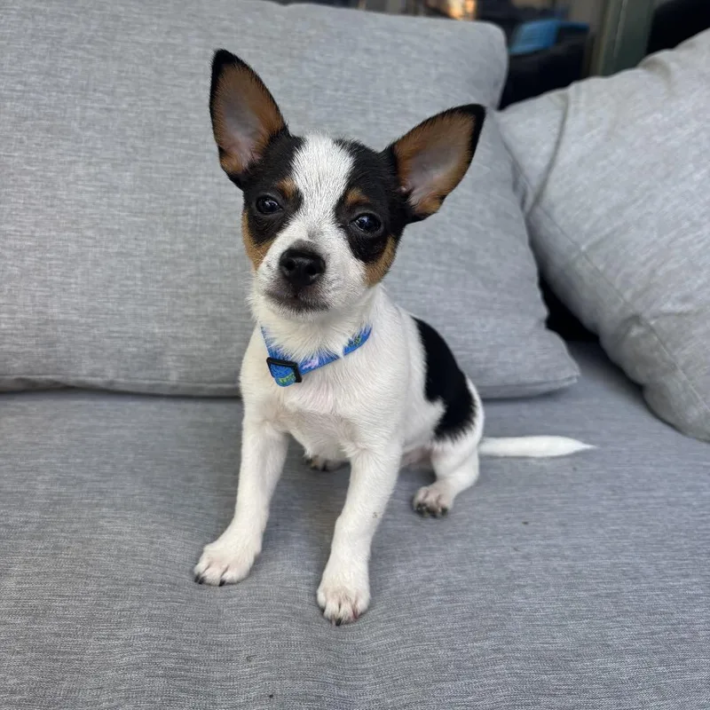 A baby small-sized male White / Cream Chihuahua dog named Hoover for adoption in Point Richmond, CA