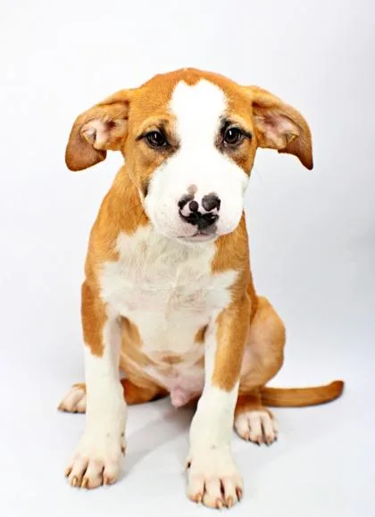 A baby medium-sized male Australian Shepherd dog named Ramsey for adoption in Morton Grove, IL