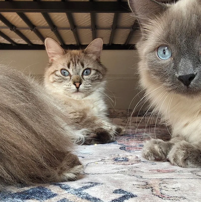 A young medium-sized female Ragdoll cat named Peliah for adoption in Huntington, MA