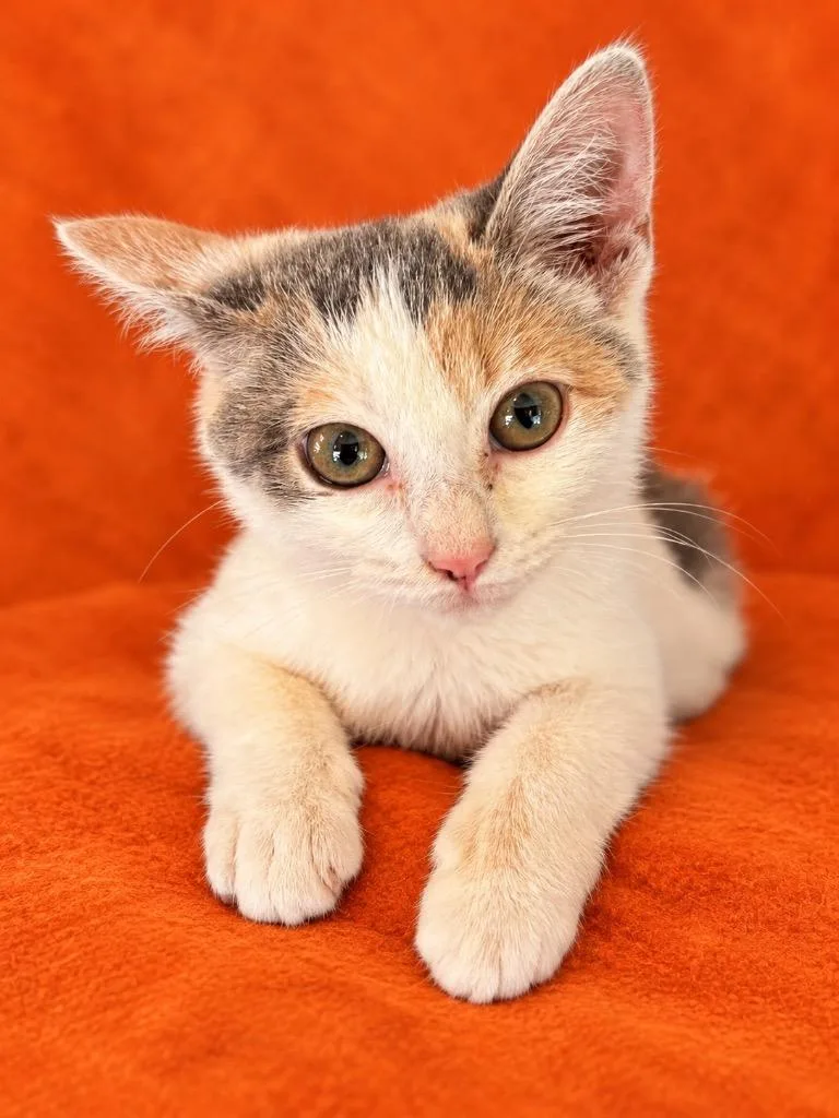 A baby small-sized female Calico cat named Pawla for adoption in Hardeeville, SC