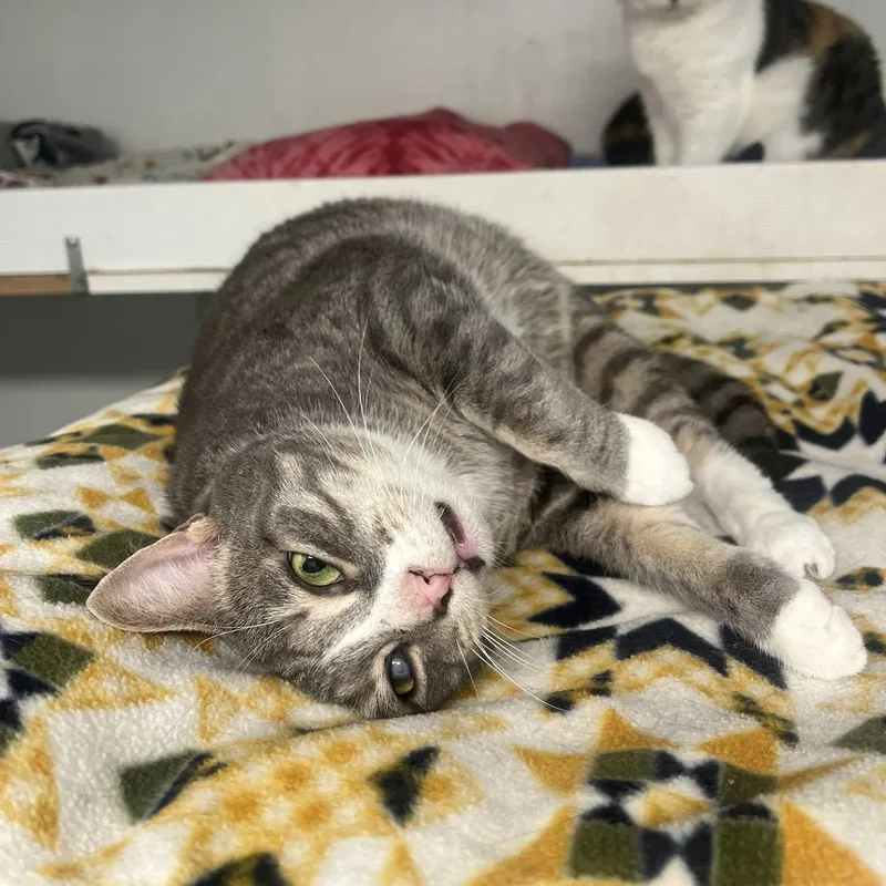 An adult medium-sized male Tabby (Gray / Blue / Silver) Tabby cat named Baxter for adoption in Albany, NY