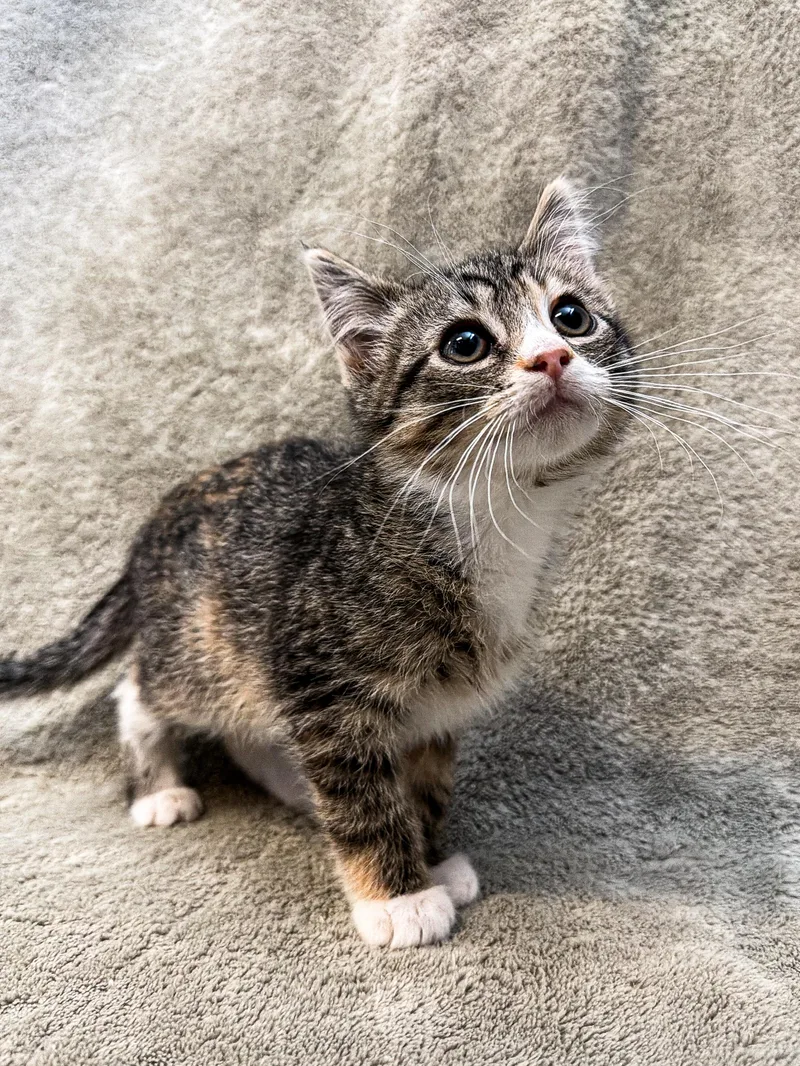 A young small-sized female Domestic Short Hair cat named Walnut for adoption in Buffalo, MN