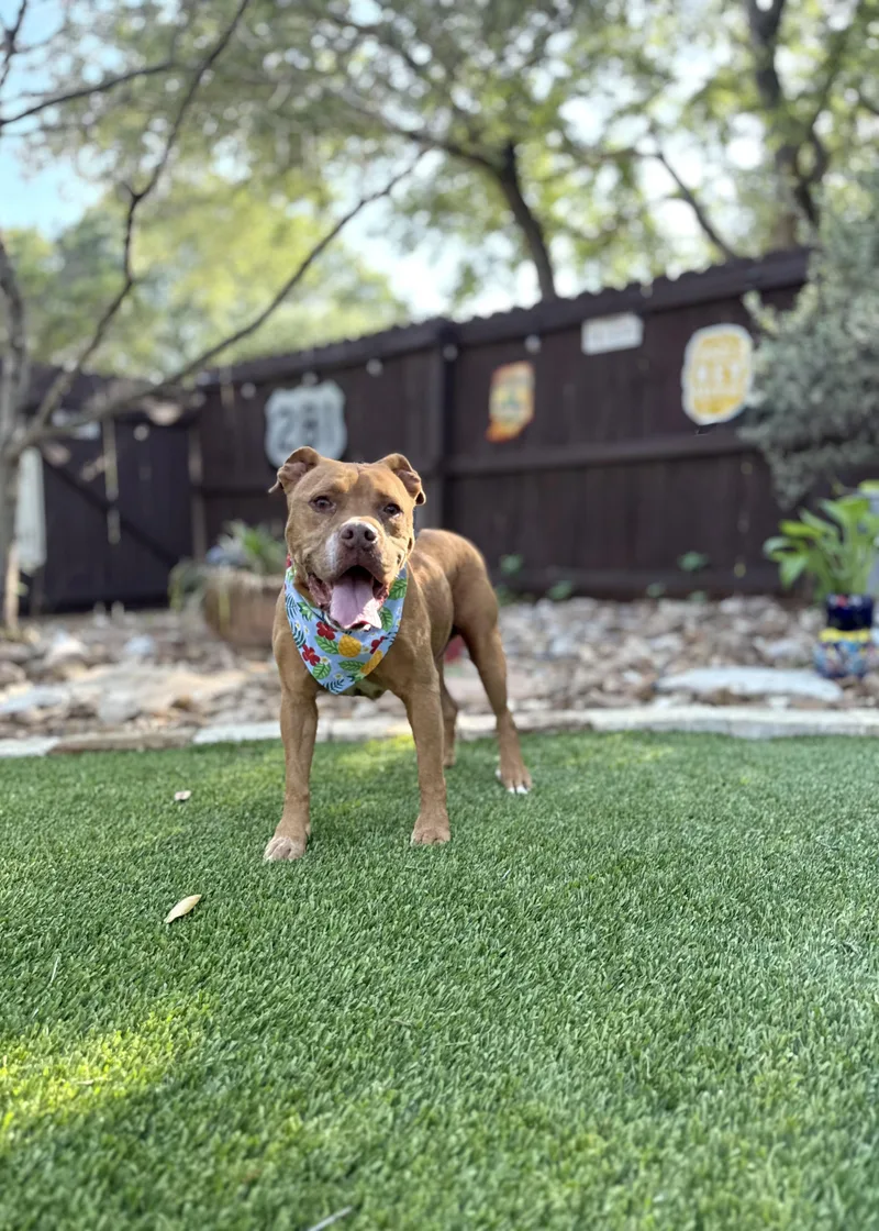 A senior medium-sized male Red / Chestnut / Orange American Bulldog dog named Max for adoption in Mico, TX