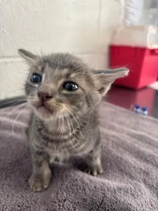 A baby small-sized male Domestic Short Hair cat named Frankie for adoption in Port Allen, LA
