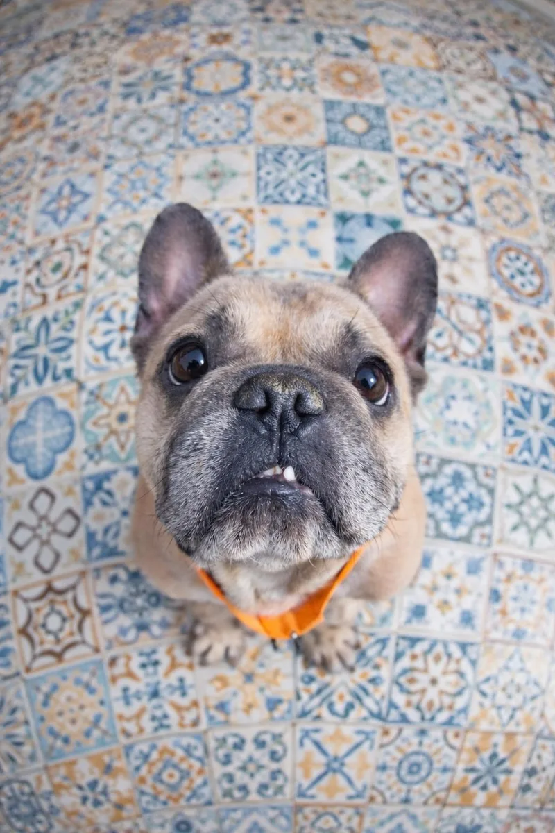 Scoots Von Kissyface