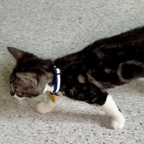 A baby medium-sized male Tabby (Brown / Chocolate) Tabby cat named Peter  Super Social for adoption in Hoquiam, WA