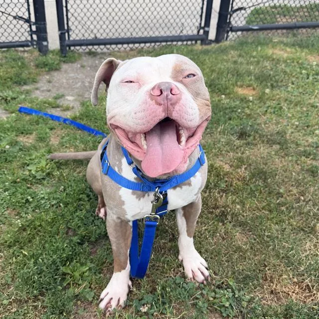 A young large-sized male Pit Bull Terrier dog named Lucky for adoption in Boston, MA