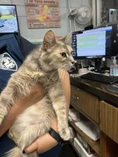A young large-sized female Domestic Medium Hair cat named A for adoption in Stockton, CA