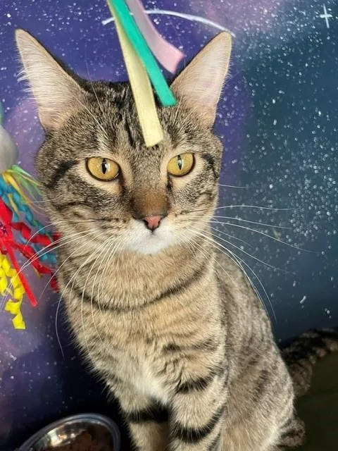 A young medium-sized male Domestic Short Hair cat named Cassius for adoption in Frisco, CO